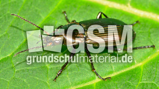 Kupferfarbener Buntgrabläufer_2.jpg